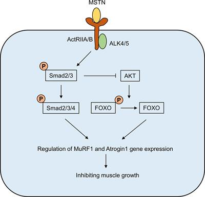 Myostatin: a potential therapeutic target for metabolic syndrome